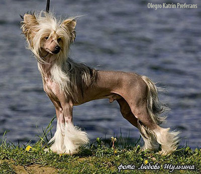 Китайская хохлатая собака