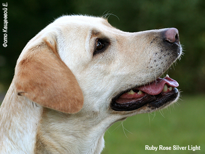 Лабрадор ретривер