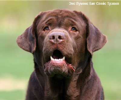 Лабрадор ретривер