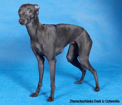 Малая итальянская борзая