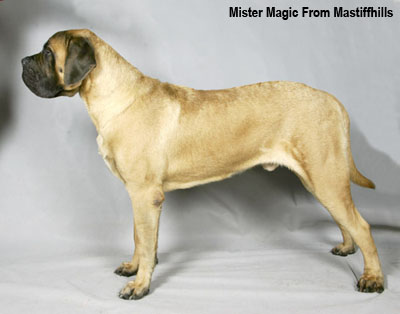 Мастиф английский