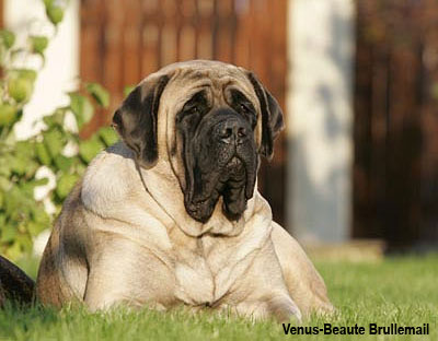 Мастиф английский