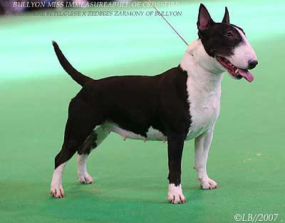 Миниатюрный бультерьер