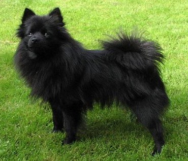 Немецкий шпиц средний