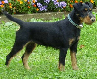 Немецкий ягдтерьер