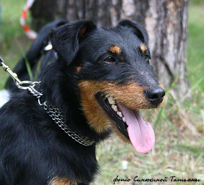 немецкий охотничий терьер