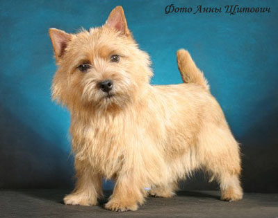 Норвич терьер