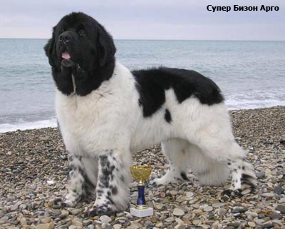 Ньюфаундленд