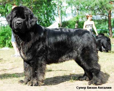 Ньюфаундленд