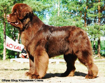 Ньюфаундленд