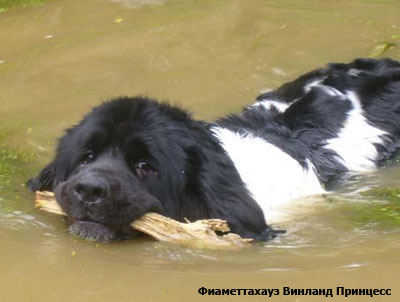 Ньюфаундленд