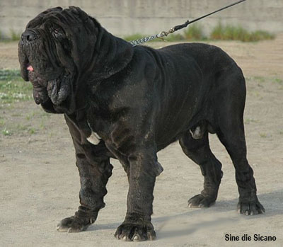 Неаполитанский мастиф