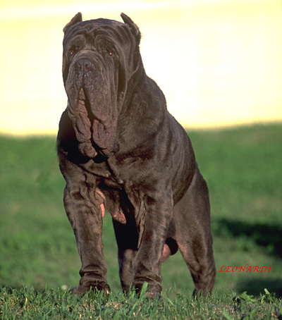 мастино неаполитано