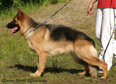 Немецкая овчарка
