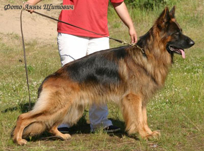 Немецкая овчарка длинношерстная