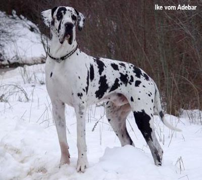 датский дог