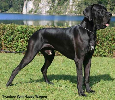 Немецкий дог