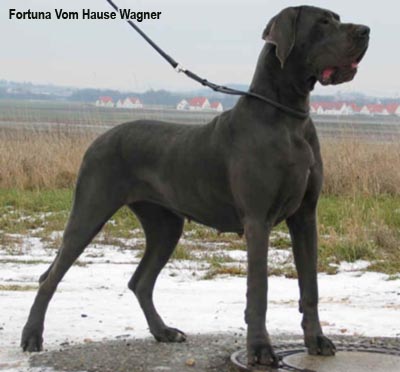 датский дог