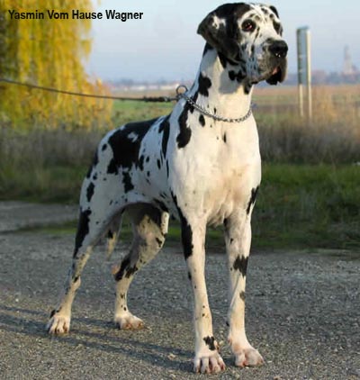 Немецкий дог