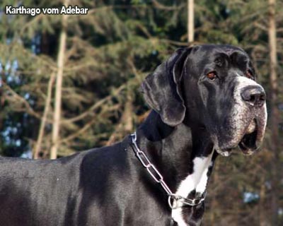 датский дог