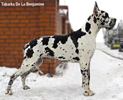 Немецкий дог