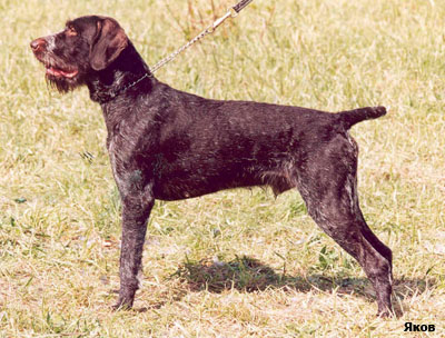 немецкая жесткошерстная легавая