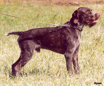 Немецкий дратхаар