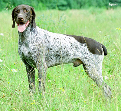 немецкая короткошерстная легавая