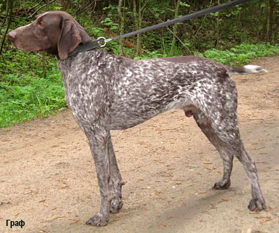 Немецкий курцхаар