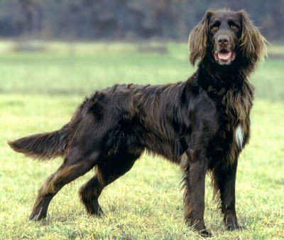 Немецкий лангхаар