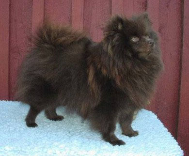 Немецкий шпиц малый