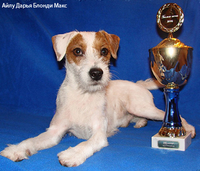 Парсон Рассел терьер