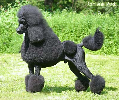 Пудель большой