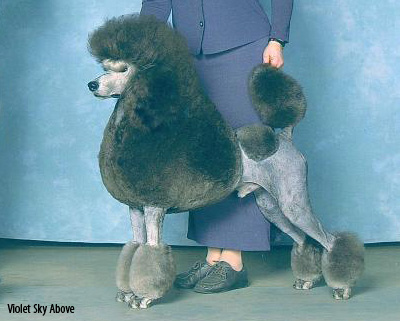 пудель королевский