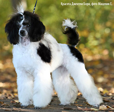 Пудель миниатюрный