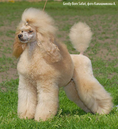 карликовый пудель