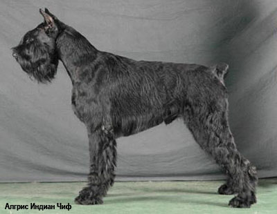 Ризеншнауцер