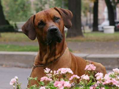 Риджбек родезийский