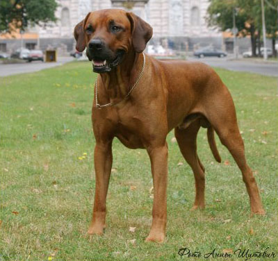 Риджбек родезийский