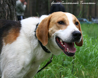 англо-русская гончая