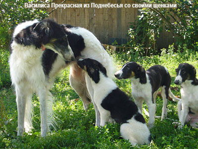 Русская псовая борзая