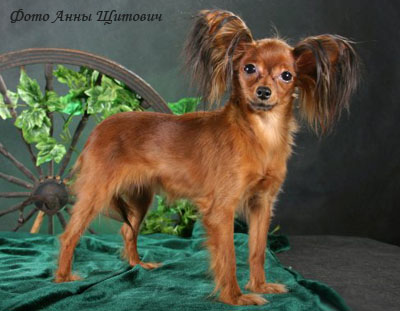 Русский той терьер