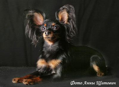 Русский той