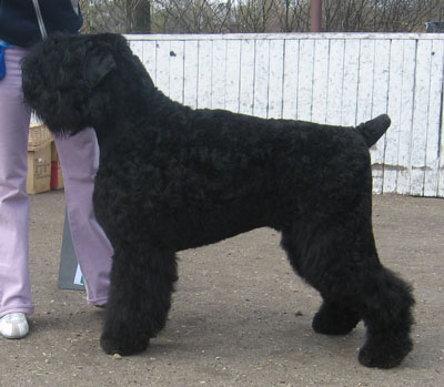 Русский чёрный терьер