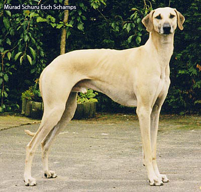 арабская борзая