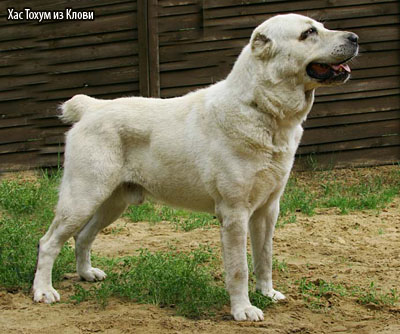 Среднеазиатская овчарка