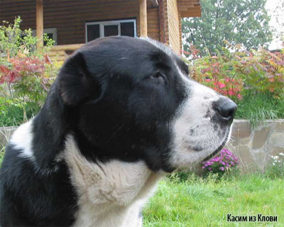 туркменский алабай