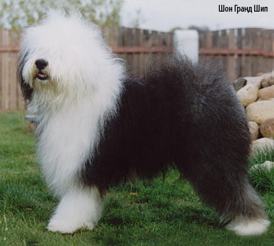 Староанглийская овчарка