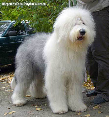 Староанглийская овчарка