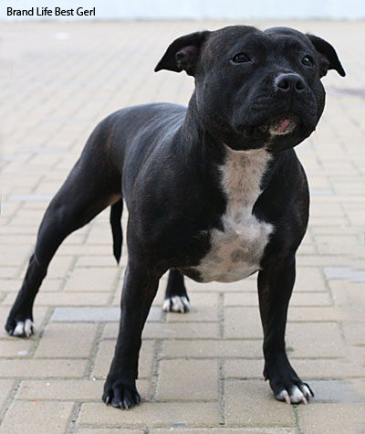 Стаффордширский бультерьер